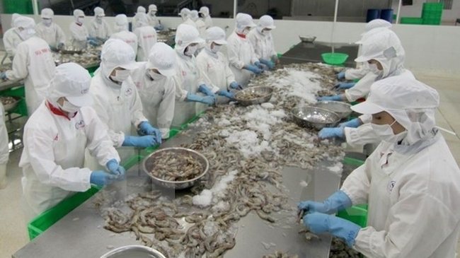 Processing frozen shrimp for exports (Photo: VNA)