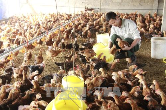 Chicken farm in Minh Lap commune - a model new-style rural area in Dong Hy district, Thai Nguyen province (Source: VNA)