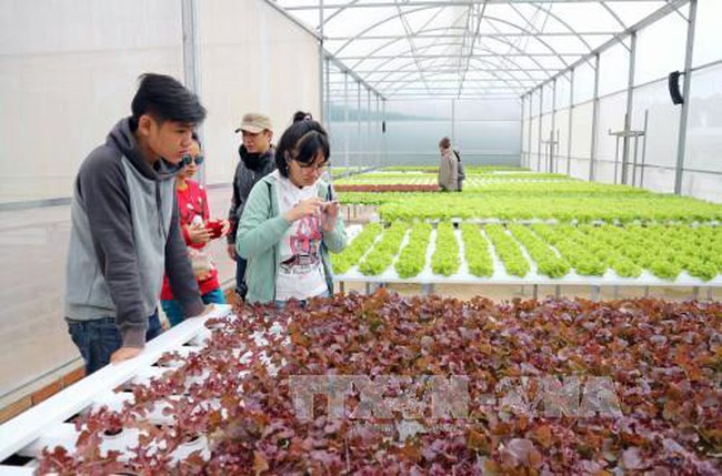Clean vegetable cultivation in Da Lat city, Lam Dong province (Photo: VNA)