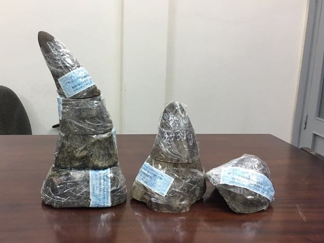 The seized rhino horn (Photo: VNA)