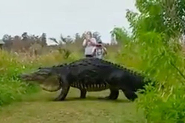 Video Cá Sấu Khổng Lồ Nhởn Nhơ Đi Dạo Gây “Bão” Mxh | Vtv.Vn
