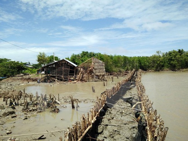 Landslides had reduced the area of mangrove forest in Kim Quy B Village from more 40,000sq.m to 4,000sq.m (Photo: VNA)