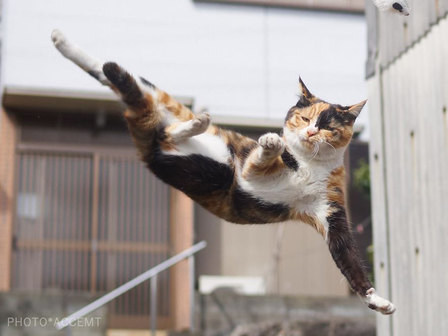Nếu bạn yêu thích mèo và những pha hành động đầy bất ngờ, thì Ảnh mèo ninja chắc chắn sẽ không làm bạn thất vọng. Hãy xem ngay!
