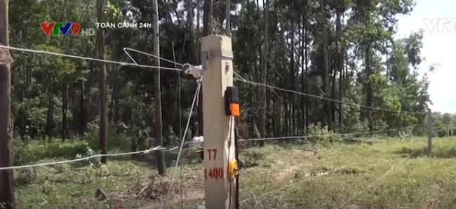 Đồng Nai chạy thử nghiệm hàng rào điện từ bảo vệ voi rừng | VTV.VN