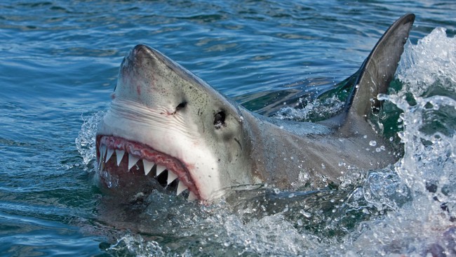 Cố Nắm Đuôi Cá Mập, Người Đàn Ông Nhận Cái Kết Đắng Lòng | Vtv.Vn