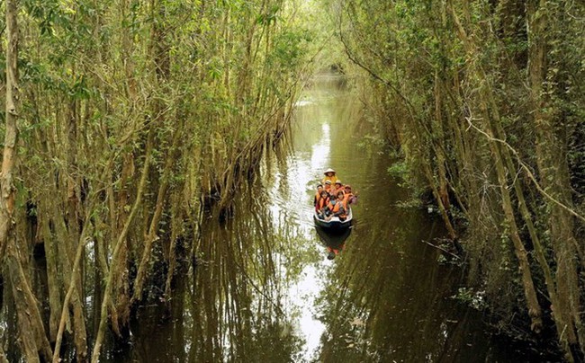 A mangrove forest in Long An (Photo: VNA)