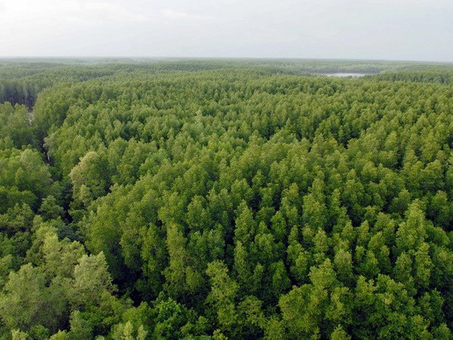 An aerial view of Can Gio mangrove forest in Ho Chi Minh City (Photo: VNA)