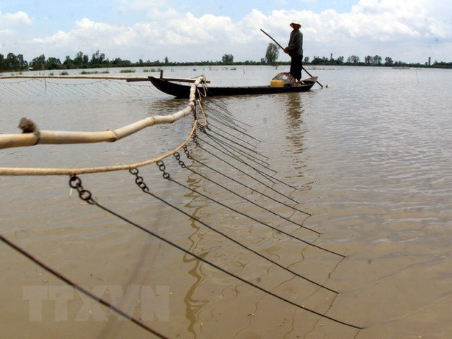 A resident fish in the flooding in Tam Vinh district, the Mekong Delta province of Vinh Long (Photo: VNA)