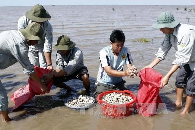 Farmers harvest clams at the Rang Dong Clam Co-operative in Ben Tre Province’s Binh Dai district ( Source: VNA)