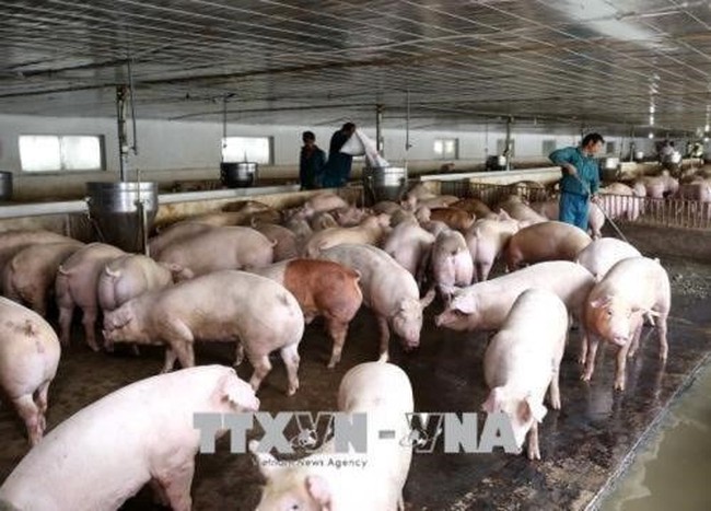 As the threat of African Swine Flu entering Vietnam rises, preventive measures such as close monitoring, culling, and inspections are being deployed. Illustrative image (Source: VNA)