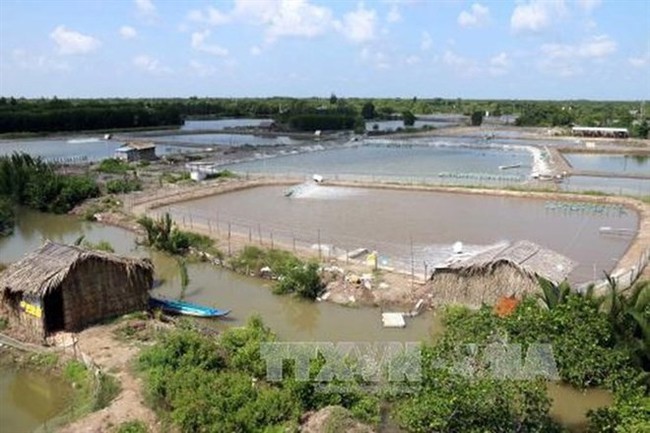 Shrimp breeding ponds in Ham Rong commune of Ca Mau province’s Nam Can district (Photo: VNA)