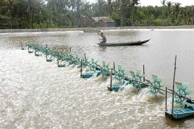 A shrimp pond belonging to a local resident in the southern province of Tra Vinh (Source: VNA)