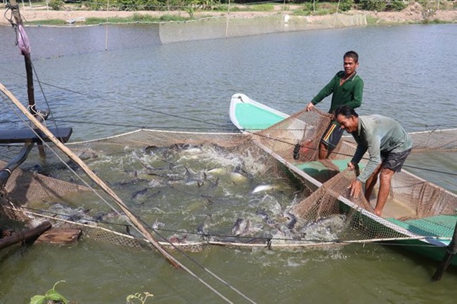 Farming tra fish for export in Dong Thap province’s Tam Nong district. (Photo: VNA)