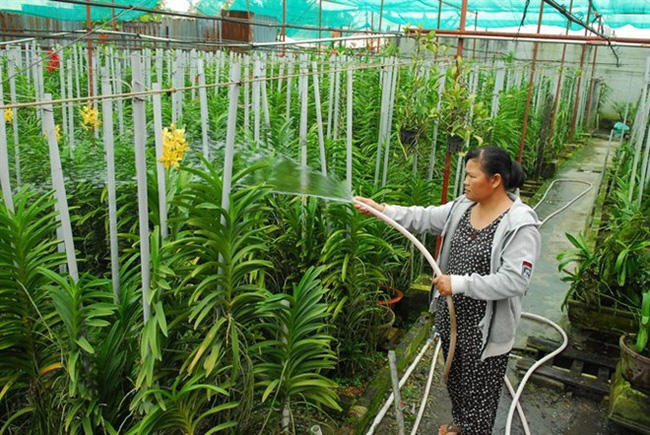 An orchid garden in Vinh Long province. The province has set a target this year to earn 22,42 trillion VND (987,29 million USD) from agricultural production. (Source: VNA)