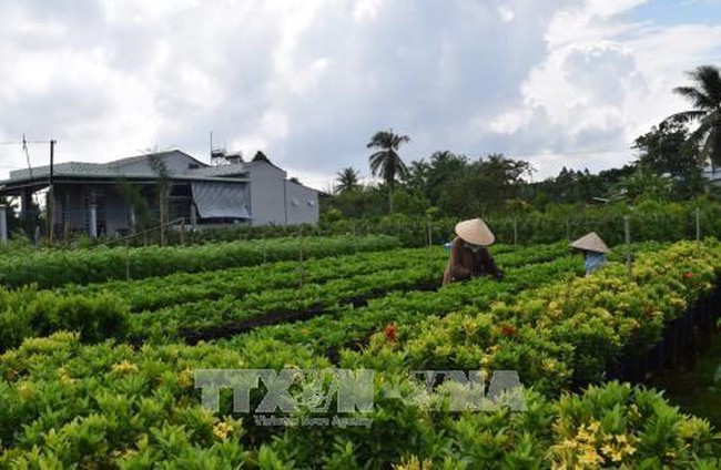 Local people take care of ornamental flowers in Sa Dec city, Dong Thap province