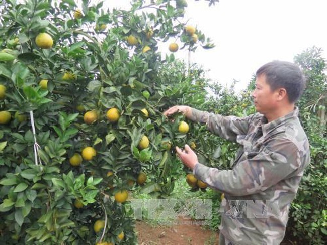Cao Phong orange, a specialty of Hoa Binh province (Photo: VNA)
