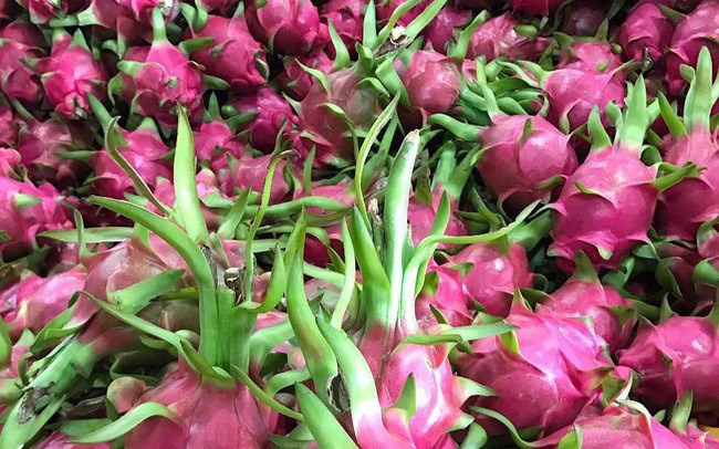 Vietnam’s dragon fruits are exported to Australia (Photo: cafef.vn)