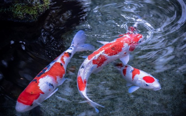 Độc Đáo Cuộc Thi Sắc Đẹp Cá Koi Tại Nhật Bản | Vtv.Vn