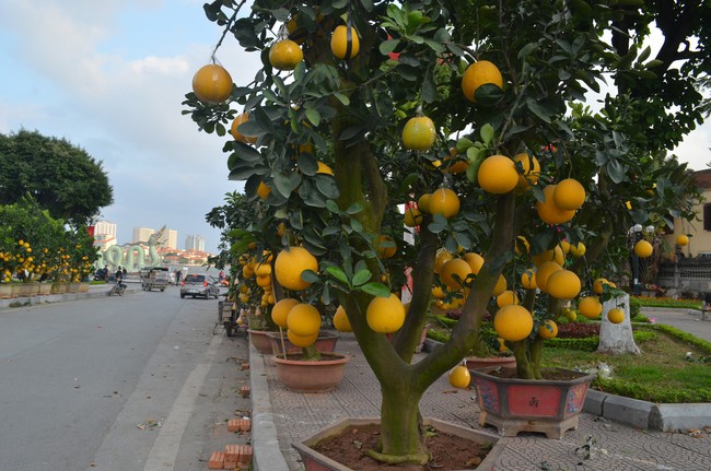 Bưởi cảnh với vẻ đẹp sang trọng và thanh lịch là một trong những loại cây cảnh được nhiều người yêu thích. Tận hưởng giây phút thư giãn tại nhà với bộ sưu tập bưởi cảnh tuyệt đẹp.