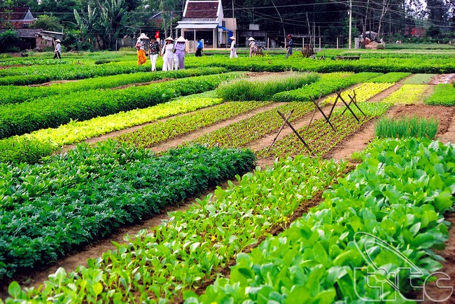 Trà Quế vegetable planting village in Quảng Nam province