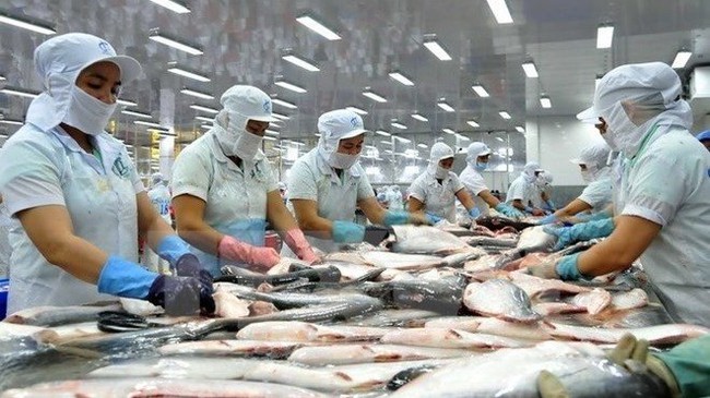 In the first six months of the year, Vietnam earned US$196.8 million from tra fish export to the US (Photo: VNA)