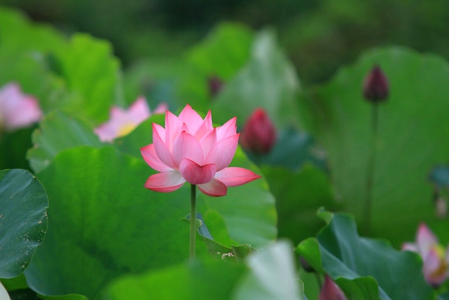 In the Xuan Dinh lotus pond, thousands of lotus flowers are beginning to emit a scent that signals another lotus season has returned.