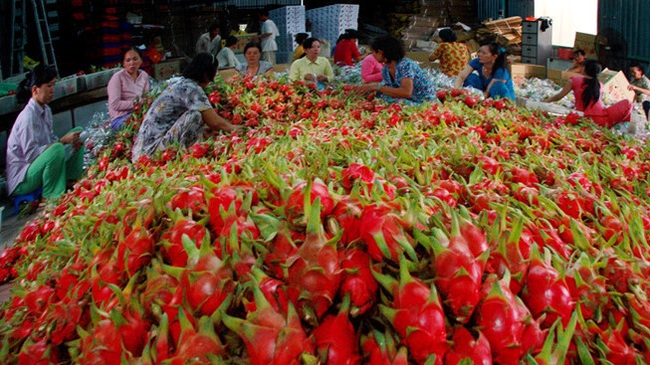 The dragon fruit was the first fruit from Vietnam to be exported to the US market