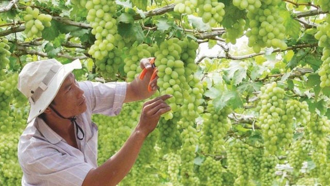 Harvesting grape in Ninh Thuan (Photo: baoninhthuan.com.vn)