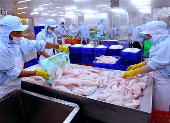 Tra fish processing for export - Illustrative image (Source: VNA)