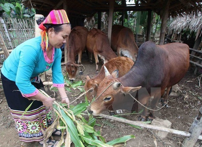Vietnam has gained a lot of significant achievements in SDG on poverty reduction (Photo VNA)