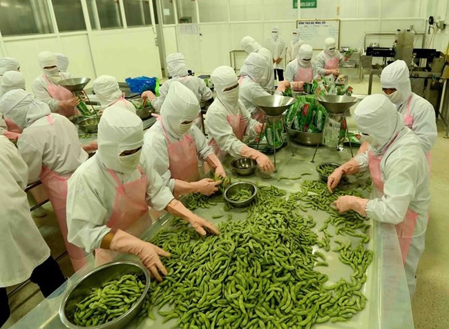Agricultural products are processed for export at a factory of the An Giang Fruit-Vegetable & Foodstuff JSC in An Giang province (Photo: VNA)