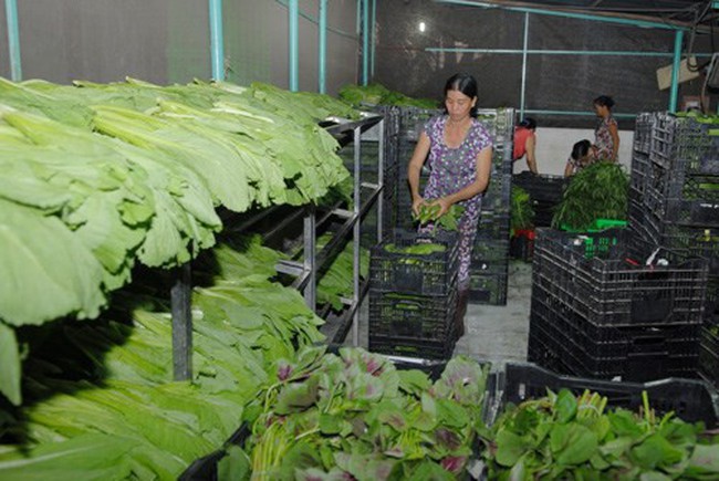 Vegetable cultivation in HCM City’s Cu Chi district has helped reduce poverty in the area. (Photo: VNA)