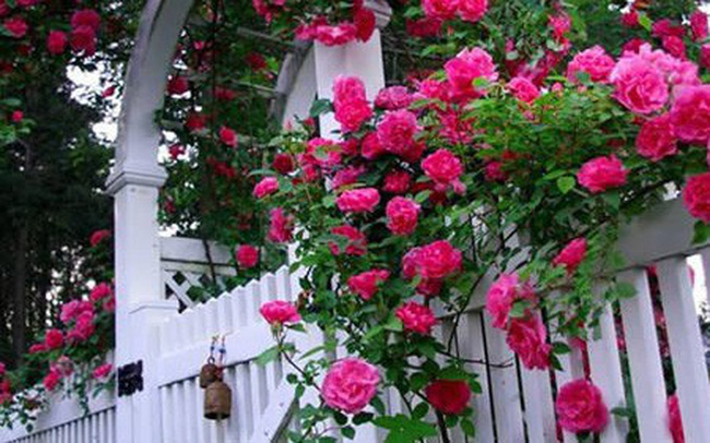 Cách trang trí vườn nhà, ban công bằng cây hoa hồng | VTV.VN