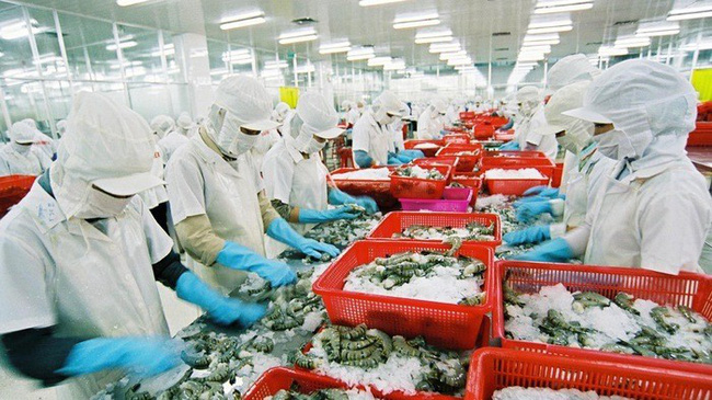 Japan, the US and China are the largest importers of Vietnamese seafood. (Photo: VnEconomy)