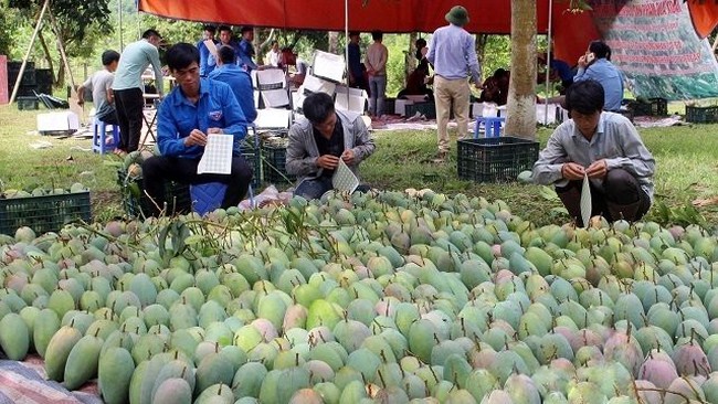 Members of Doan Ket Cooperative in Muong Bu commune, Yen Chau district put stamps on mangoes for export