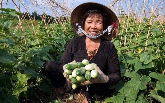 A Khmer woman harvests cucumber in Cai Gia hamlet, Hung Hoi commune, Vinh Loi district, the Mekong Delta province of Bac Lieu. (Photo: NDO/Trong Duy)