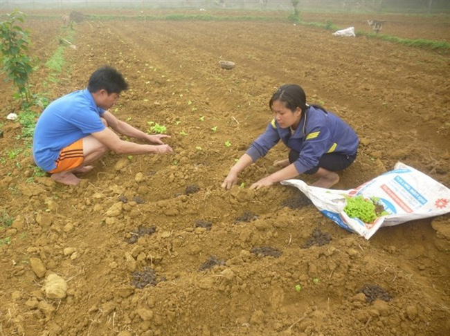 Kha Thi Xuan, a member of Khan Tan Co-operative in Hoa Binh province’s Mai Chau District, plants vegetables on a large scale. Joining the co-operative brings higher economic efficiency for its members as they no longer worry about the sale of their products.(Source:mpi.gov.vn)