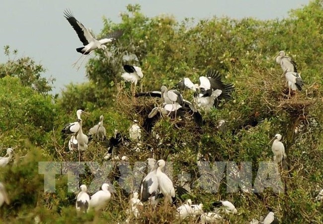 Birds flock to Tram Chim National Park. (Photo: VNA)