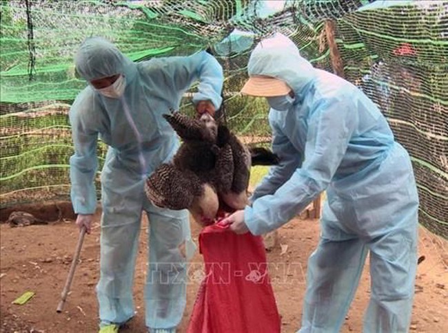 Infected poultry were culled to prevent the spread of the avian flu (Photo: VNA)