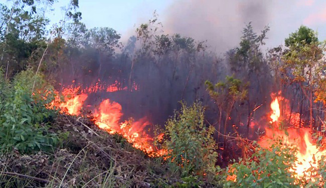 Cháy rừng là một trong những hiểm họa lớn nhất đối với rừng và động vật hoang dã. Tuy nhiên, những hình ảnh do các nhà bảo tồn chụp được nơi cháy rừng đã cho thấy sự lớn lao và đầy kỳ diệu của thiên nhiên trong việc hồi phục và tái sinh.