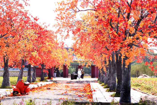 Ngắm hàng cây phong lá đỏ lãng mạn như trong phim Hàn tại Hà Nội 