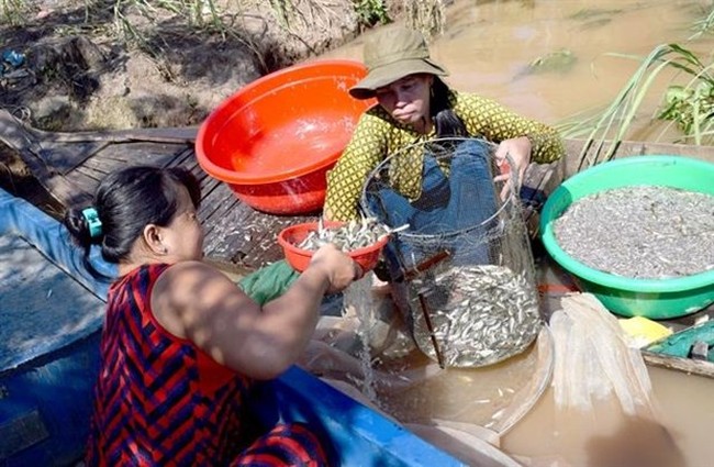 Siamese mud carp and other small-sized fish are caught in the floodwaters in Hong Ngu district’s Thuong Thoi Hau A commune in Dong Thap province (Source: VNA)