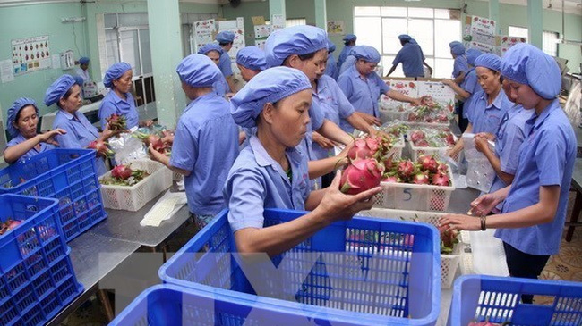 Dragon fruits for export (Photo: VNA)