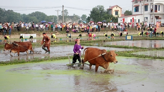 The ploughing ceremony in Thanh Hoa village, of Trung Thanh commune, Pho Yen town in Thai Nguyen province