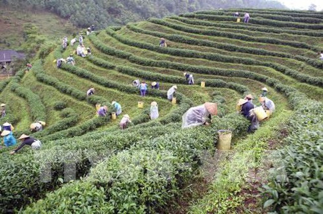 Thai Nguyen is the country’s second largest tea producer after the Central Highlands province of Lam Dong. (Photo: VNA)