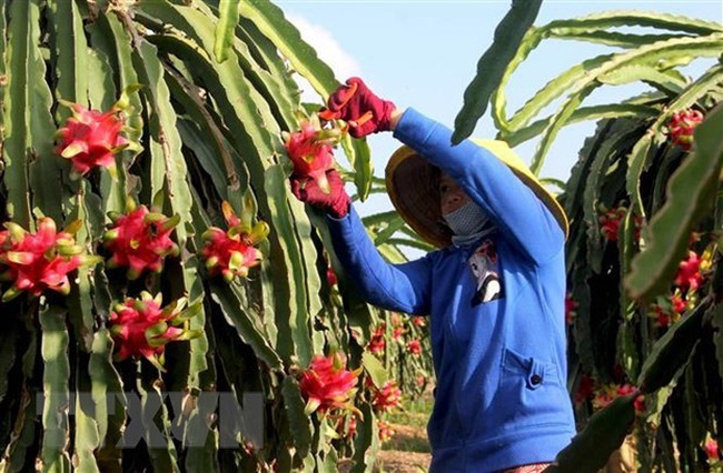 A Vietnamese farmer is harvesting dragon fruits for exports. (Photo: VNA)