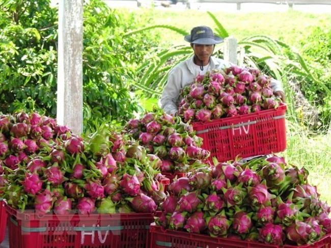 Harvesting dragon fruits in Binh Thuan province, southern Vietnam. (Photo: VNA)