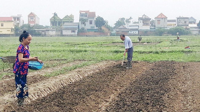 Farmers in Quy Dat town, Minh Hoa district, Quang Binh province resume their farming activities in preparation for the upcoming winter crop. (Photo: NDO)