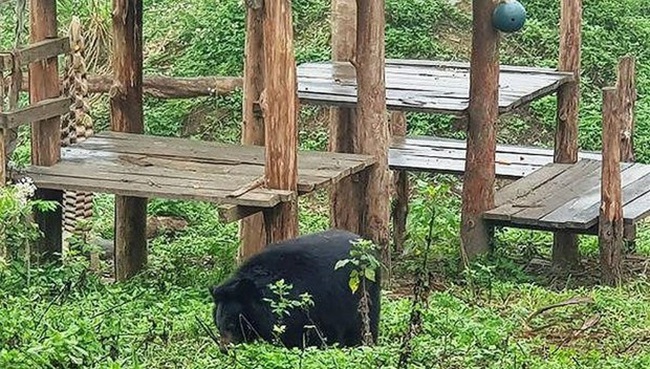 A bear cared for at sanctuary (Photo: VNA)