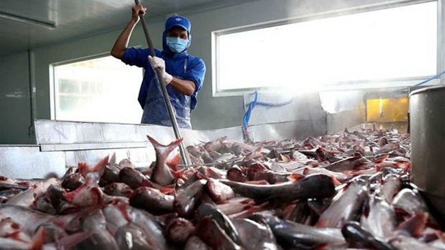 A tra fish processing line (Photo: VNA)